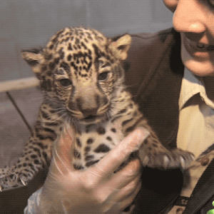 baby animals,jaguar,cute,animals,cats,jaguars
