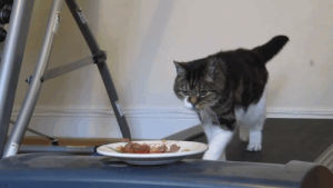 cat,animals,food,hungry,treadmill