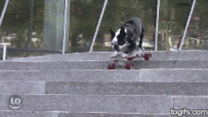 skateboarding,skateboarding animal,dog