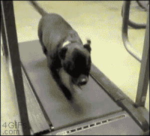 dog,treadmill,determined