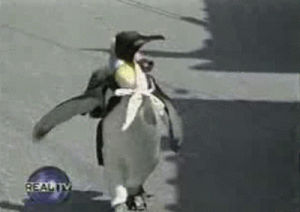 penguin,penguins,animals,weird,walking,fish,feeding,backpack