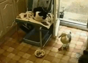 seagull,cat,food