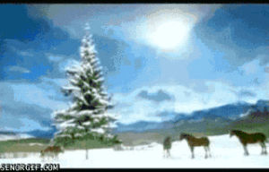 snowball fight,horses,animals,wtf,snow,horse,trees,group,snowball,idgi,cavorting