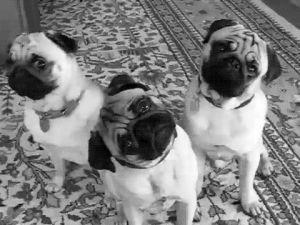 cachorro,preto e branco,dog,tumblr,kawaii,3,lindo