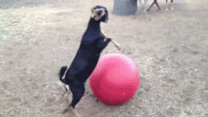 goats,funny,animals,yoga balls
