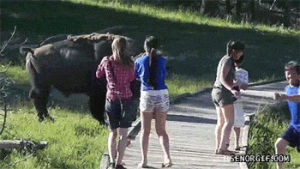 buffalo,close call,funny,animals,angry,yikes,charges people