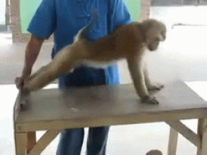 monkey,pushups