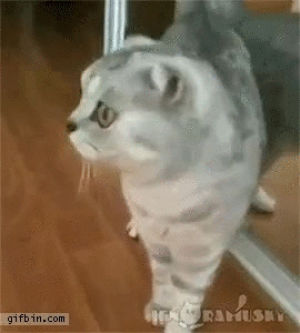 cat,mirror