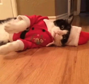 christmas,santa,cat costume