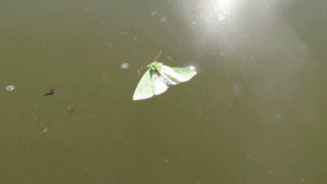swimming,moth