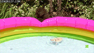 hedgehogs,dogs,pools