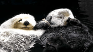 blase otters,love,animals,funny animals,holding hands,sea otters