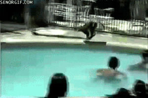 monkey,animals,pool,swimming,like a boss,dive
