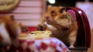 hamster,dinner,valentines day,happy valentines day,eating,romantic,relationship,dating,date