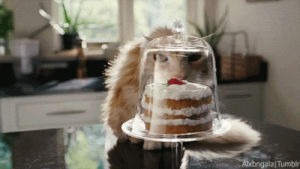 hungry,cake,faim,gateau,patisserie,when my cat,whenmycat,quand mon chat