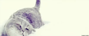 cat,animals,snow,winter