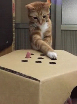 finger,hole,cat,playing,box
