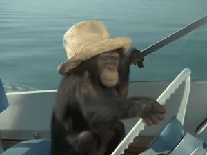 boat,summer,animals wearing hats,monkey,driving,chimp