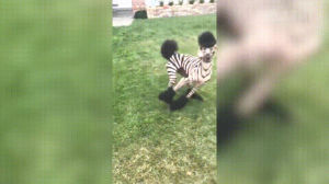 zebra,poodle,zeus,zebrazoodle