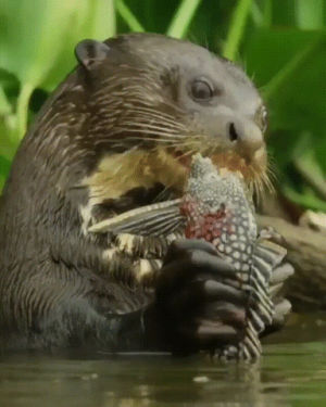 fish,eating,otters,otter,theyd
