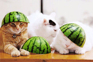 cat,watermelon,helmet,family guy viewer mail1