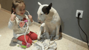 bull terrier,dog,animals,kid,play,doctor,funny animals,patient