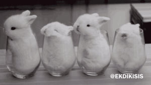 animals,bunny,rabbit
