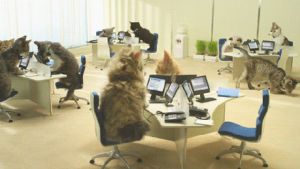 call center,telemarketing cat,telemarketing,customer service,cat,funny cat,help desk