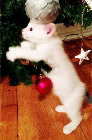 christmas tree,animals,kitten,playing,christmas animals,animal christmas,mischievious