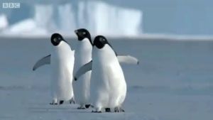 penguin,walking,waddling