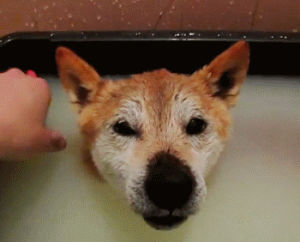 shiba inu,bath time,happy,dog,animals,bath,rubber duckie,toy on head