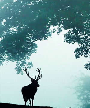 forest,deer,weather,animation,fog,animal