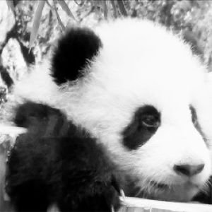 panda,bear,animals,animal,tired,sleepy,panda bear,baby panda
