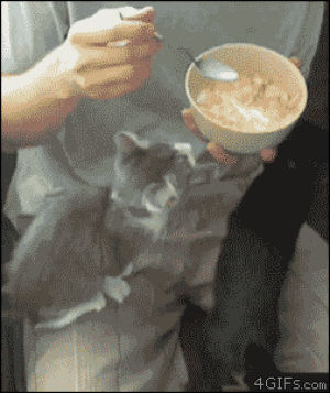 cute,animals,kitten,bowl,cereal,hangs