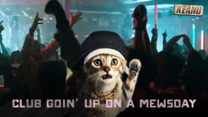 party,cat,sher,dance,kitty,kitten,club,keanu,keanu movie