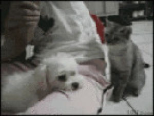 cat and dog,funny,cat,dog,lol,fun,laugh,roll over,lol s,dog s,cat s