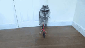 raccoon,animals,bike