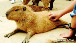 capybara,enjoy,tired,relaxed,funny,animals,human,massage,worthog
