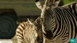 zebra,wildlife,bbc,nature,africa,rub,foal,bbcearth,naturesepicjourneys