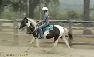 equine,behance,ranch,animals,horse,riding,breaking,equestrian,breaking in,haydiroket