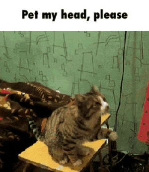 head,please,pet