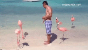 flamingo,run,up,frisky,ajw