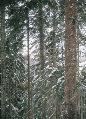 woods,nishika,trees,3d,snow,winter,tree,forest