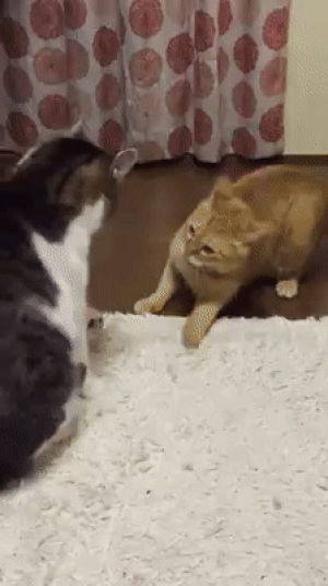 fight,argument,cat