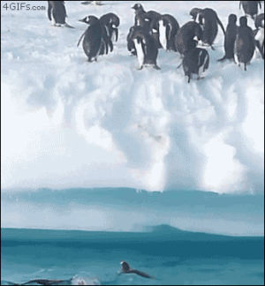 penguin,cold,ice,iceberg,animals,water,jump,swimming