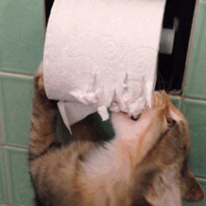 wtf,funny,cat,toilet paper
