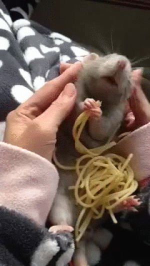 cuteness,cute,one,rat,eyebleach,spaghetti