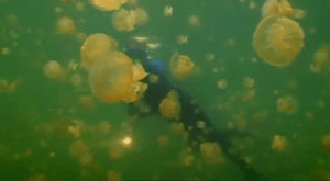 jellyfish,diving,animal,cnidaria,gold jellyfish,eil malk,palau