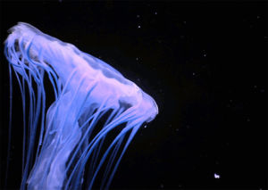 jellyfish,ocean,underwater,ocean life,ocean fish,art design