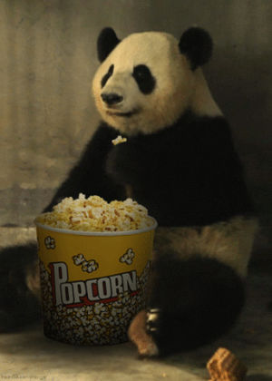 popcorn,panda,eating